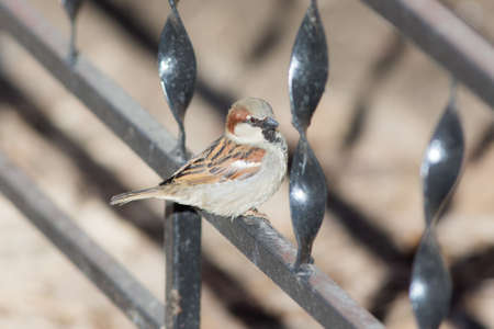 Portrait of a sparrow on a metal fenceの写真素材