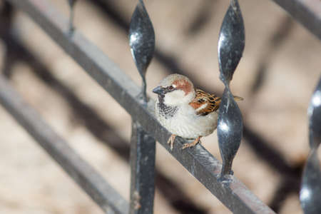 Portrait of a small sparrow on a metal fenceの写真素材