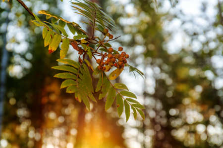 rowan branch in the forest at sunriseの写真素材