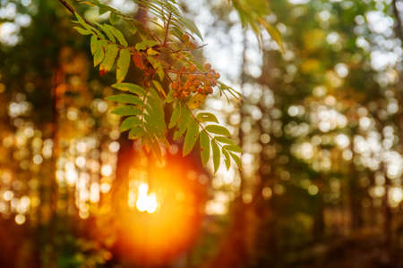 rowan branch in the forest at sunriseの写真素材
