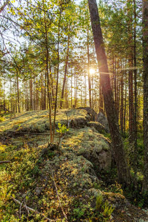 Landscape of a summer sunrise in the forestの写真素材