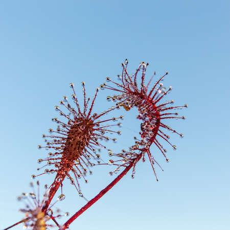 Flowers of sundew on the background of the sky closeupの写真素材