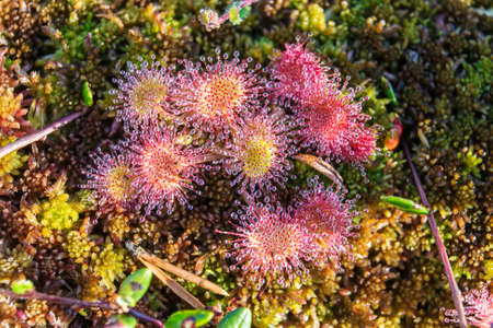 Flowers of the sundew on the moss closeupの写真素材
