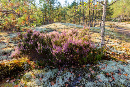 Bushes of flowering heather in a summer forestの写真素材