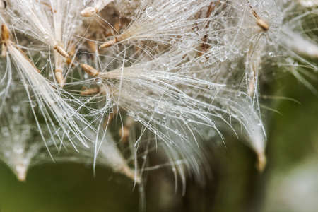 Drops of rain and dew on plant seeds closeupの写真素材
