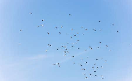 Flock of pigeons in flight against the skyの写真素材