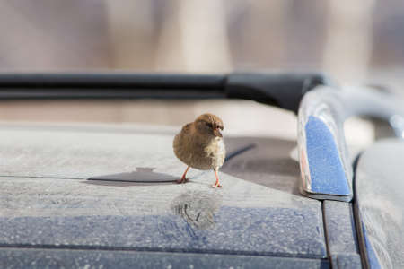 Curious sparrow on the roof of the car