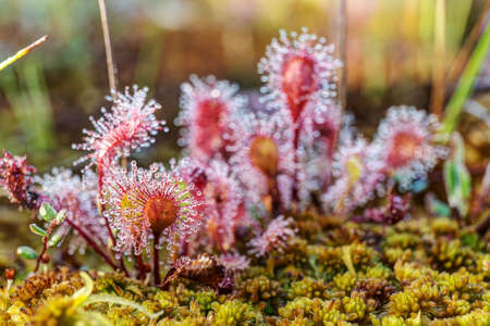 Flowers of the sundew on the moss closeupの写真素材