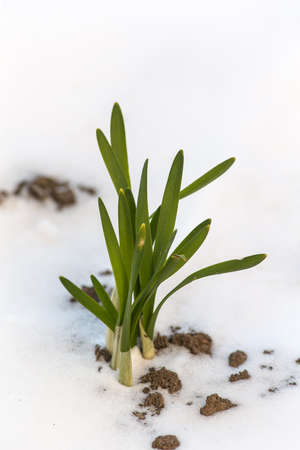 Green shoots of flowers under the snow in the spring