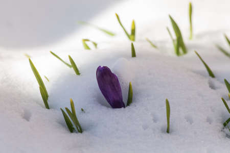 Purple crocuses under the snow in the spring