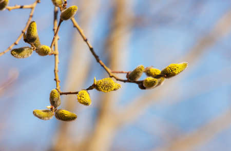 Flowering willow branch in spring in the foregroundの写真素材