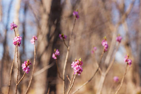 Daphne spring blossoming branches in the foregroundの写真素材