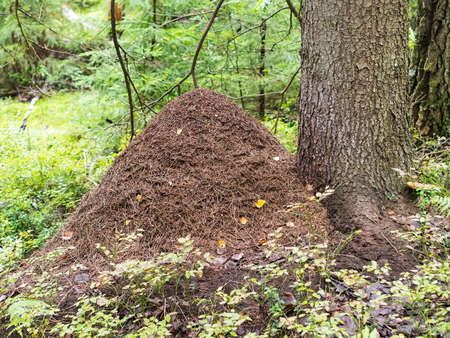 large anthill near a tree in the woodsの写真素材