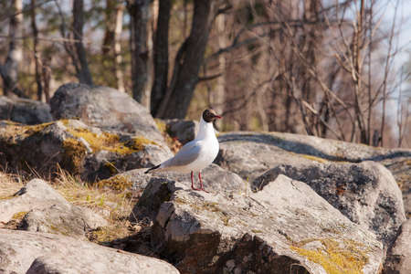 Gull in the forest on the rocksの写真素材