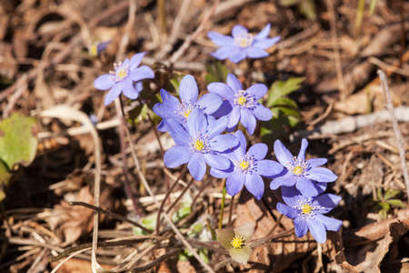 Blue spring flowers in the forest closeup