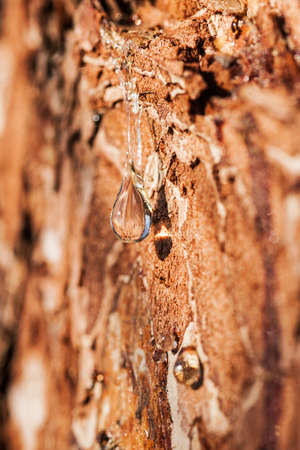 Drop of pine resin on a trunk close upの写真素材