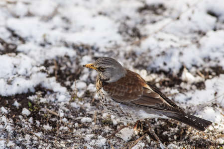 Fieldfare looks for food under the snow in the springの写真素材