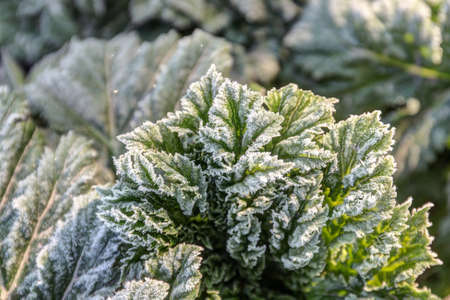 Green grass leaves in the frost closeup