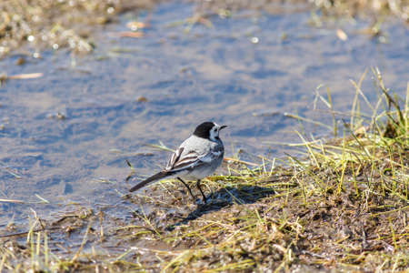 Wagtail walks in a puddle in the springの写真素材