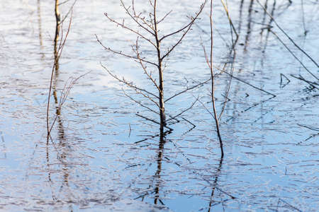 Trees in spring water with the last iceの写真素材
