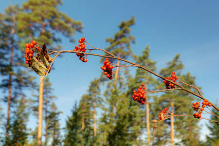 Branch of rowan with berries in the foregroundの写真素材