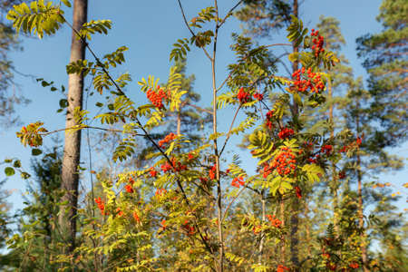Branches of rowan with berries in the foregroundの写真素材
