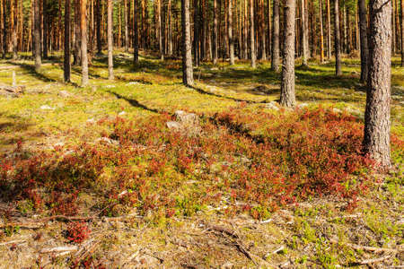 Glade with berry bushes in a pine forestの写真素材