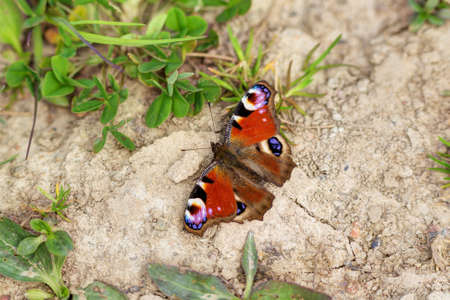 Red butterfly on the ground in spring