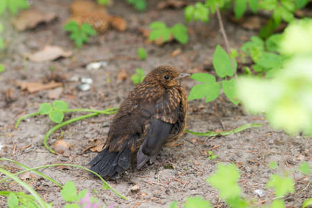 nestling of the starling sits on the ground in the springの写真素材