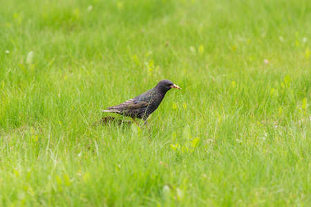 Portrait of a starling on green grass in springの写真素材