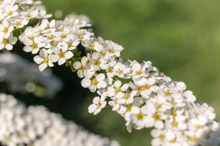 Flowering spirea branch in the foreground closeup