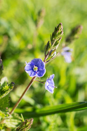 Small blue spring flowers closeup (Veronica chamaedrys)の写真素材