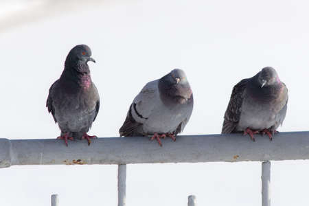 Three gray pigeons sit on the fenceの写真素材