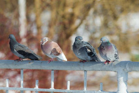 Flock of pigeons on a fence on a sunny dayの写真素材