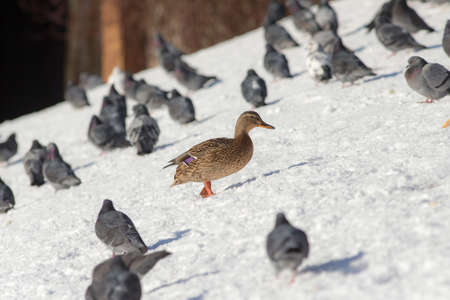 Duck and a flock of pigeons on the snowの写真素材