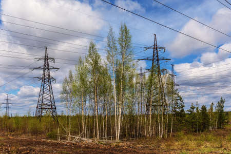 Power line in the forest on a sunny dayの写真素材