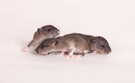 Three baby rats on white background closeupの写真素材