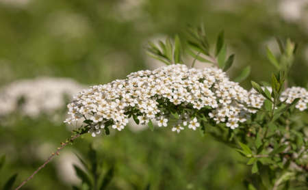 Flowering branch of spirea in the foreground in springの写真素材