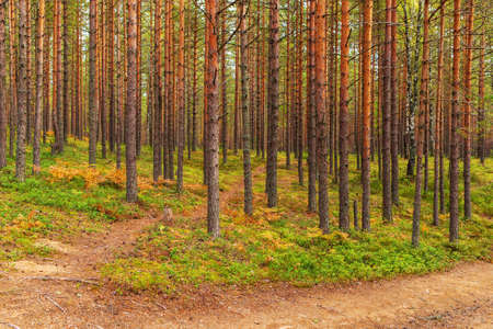 Landscape in the pine forest in early autumn