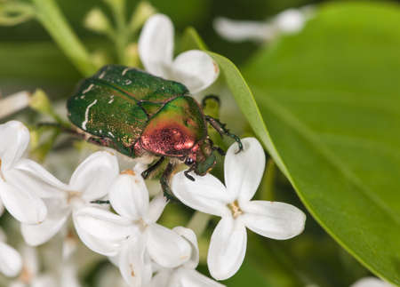 chafer on a white lilac close upの写真素材