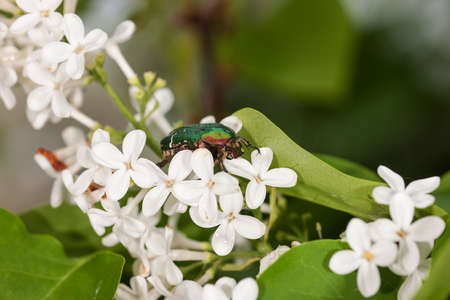 chafer on a white lilac close up