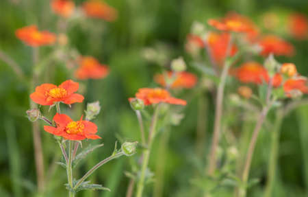 Bright red avens flowers in summer gardenの写真素材
