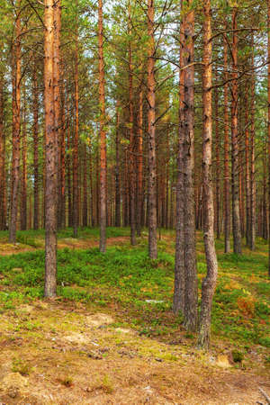 Landscape in the pine forest in early autumnの写真素材