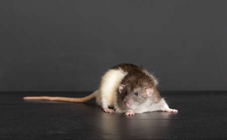 Portrait of a domestic rat on a black background
