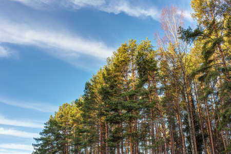 Crowns of trees in the forest on a sunny morningの写真素材