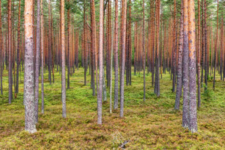Typical landscape in the northern pine forest