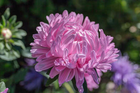 Pink aster in the garden close upの写真素材