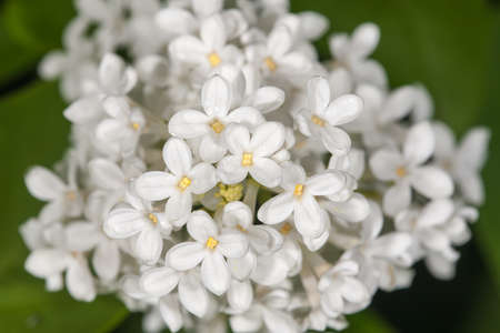 Wet white lilac in spring close up