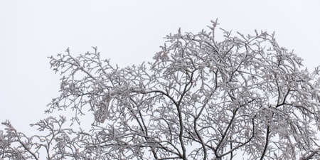 tree branches in frost on a cold winter day