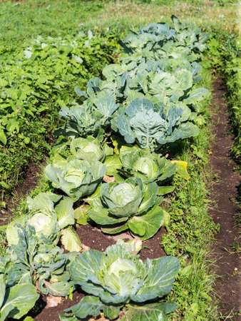 garden bed with cabbage in the garden